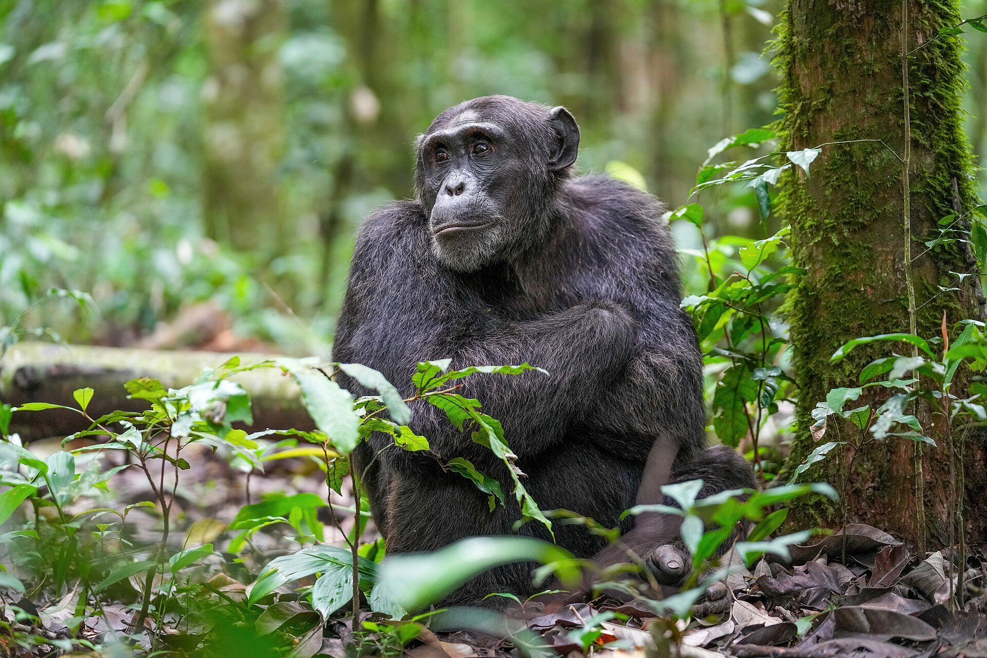 Kibale Forest National Park